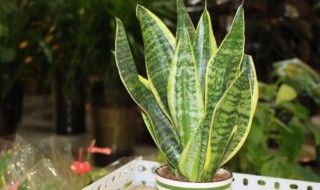 客厅养什么花和植物好（客厅养什么花和植物好大花盆）