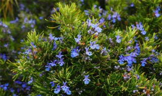 迷迭香水培植方法 迷迭香水培植方法图解
