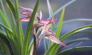 兰花风水寓意（兰花风水中的象征意义）