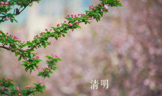清明节上坟供品讲究 清明节上坟供品讲究什么