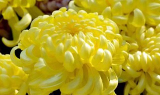清明节菊花几朵为好 清明节菊花一般几朵