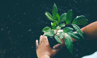 树苗定植的基本方法 树木定植的操作方法