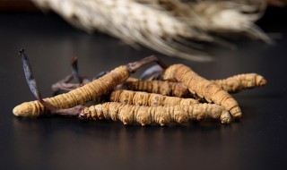 冬虫夏草功效与食用方法 冬虫夏草的功效及食用方法