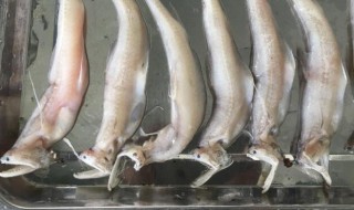 豆腐鱼可以冷冻保存吗 豆腐鱼可以冷冻保存吗能放多久