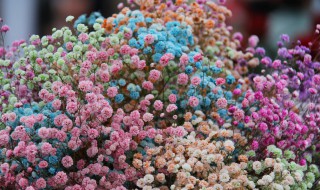 秋季满天星的种植方法 满天星秋冬种植方法
