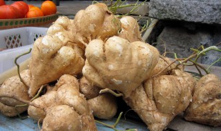 广东土瓜种植时间和方法 广东土豆种植时间什么季节最好