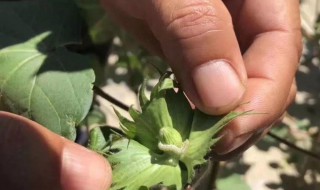 防治棉铃虫的最佳方法（防治棉铃虫的最佳方法是）