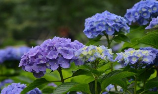 绣球花叶虫的消除方法（绣球花叶虫的消除方法图片）