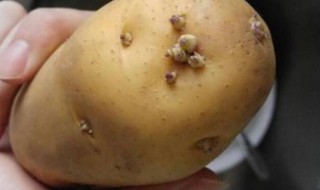 土豆发芽怎么办（土豆发芽怎么办能吃吗）