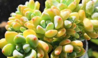 多肉劳尔的养殖方法和注意事项（多肉劳尔的养殖方法和注意事项有哪些）