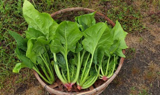 菠菜汁面条的做法 菠菜汁面条的做法大全