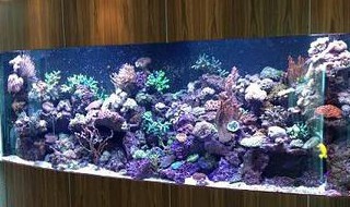 养热带鱼省电的妙招（养热带鱼太费电怎么办）