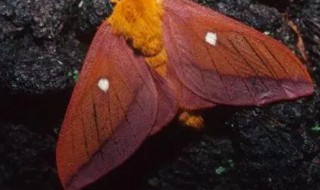 小阔条纹蝶的习性 小阔条纹蝶特点