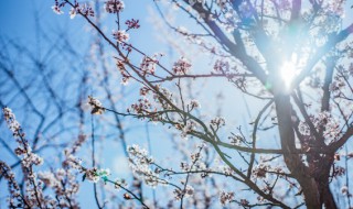 榆叶梅可以放在室内吗（榆叶梅可以放在室内吗冬天）