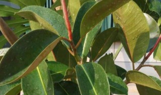 橡皮树有毒吗对人身体有害吗 橡皮树是否有毒,对人身体有否危害