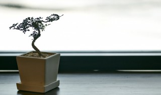 元宝树放在哪里最好看 元宝树放在哪里最好