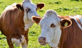 什么是反刍动物有哪些（什么是反刍动物有哪些图片）