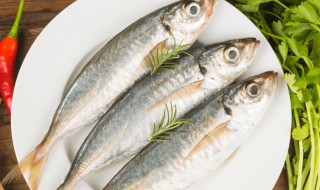 刀鱼的营养价值 鲈鱼的营养价值