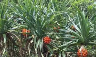 露兜树的功效与作用（露兜树的功效与作用做法）