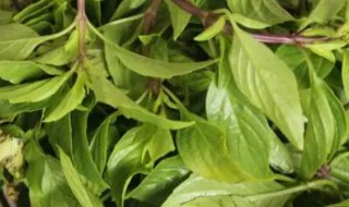 香花菜的功效与作用 香菜的药用价值和功效