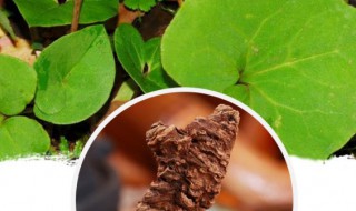 蜘蛛香的功效与作用(中药蜘蛛香的功效与作用)