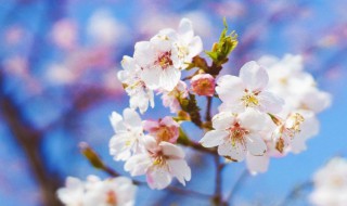 桃花白芷酒的功效和配方 桃花白芷酒的功效和配方视频