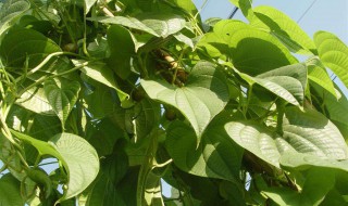 一起来看看天仙藤的功效和作用 天仙藤?