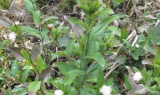 北苍术的功效与作用（朱砂点北苍术的功效与作用）