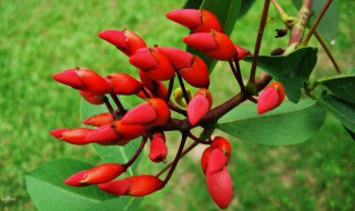 刺桐的功效与作用 刺桐的作用和功效与作用