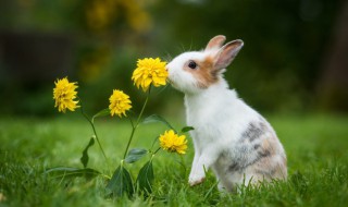 兔子咬人吗 兔子咬人吗如果咬人会怎么样呢