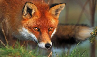 狐狸的种类（狐狸的品种大全图解）