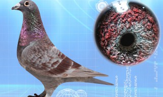 詹森红狐狸信鸽特点（詹森红狐狸信鸽特点 纯正）