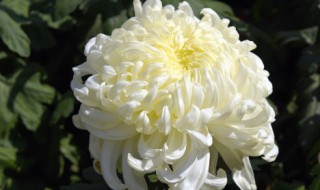 万寿菊有毒吗花语是什么 万寿菊的害处