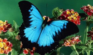 国蝶是什么蝴蝶 国蝶是什么蝴蝶?