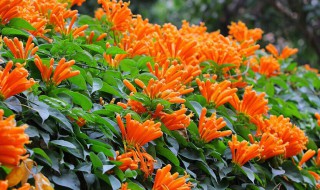 炮仗花的冬天养殖禁忌都有哪些 炮仗花如何过冬