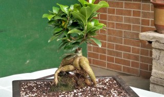 人参榕的寓意好吗能在家中养吗 人参榕好不好