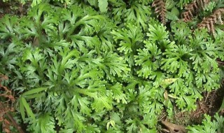 石上柏的功效与作用（石上柏的功效与作用及禁忌）