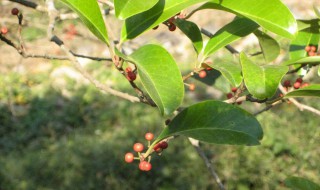 铁冬青的功效与作用（铁冬青）