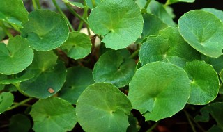 积雪草的一些护肤功效 积雪草的一些护肤功效与作用