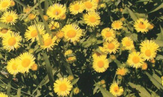 金沸草的功效与作用（石见穿的功效与作用）