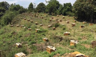 意蜂养殖技术要点（养意蜂技术视频全过程）