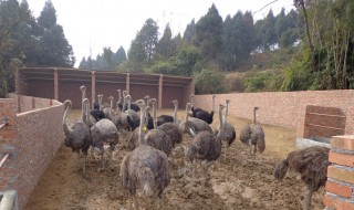 鸵鸟养殖技术 鸵鸟养殖技术及场地要求