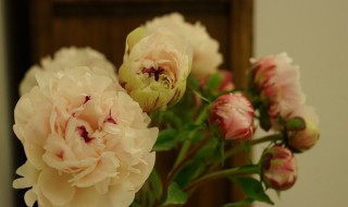 芍药花能在室内养吗 芍药花能在室内养吗视频