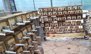 分蜂技巧(分蜂技巧土养中蜂需要开透气口吗)