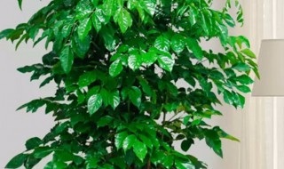 幸福树风水作用有哪些风水如何摆放（幸福树的风水寓意摆放什么位置好）