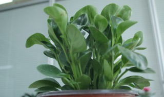 豆瓣绿有毒吗可以放卧室吗（豆瓣绿有毒性吗）