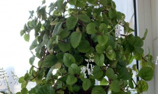 常青藤适合摆放在哪里(常青藤的摆放禁忌)