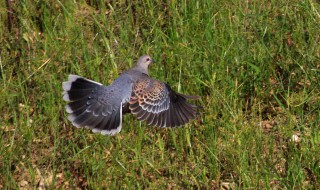 斑鸠的寿命多少年（斑鸠寿命几年）