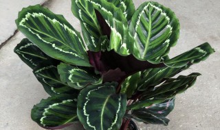 孔雀竹芋能在屋里养吗 孔雀竹芋能在室内养吗
