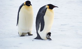 会游泳的动物 会游泳的动物图片